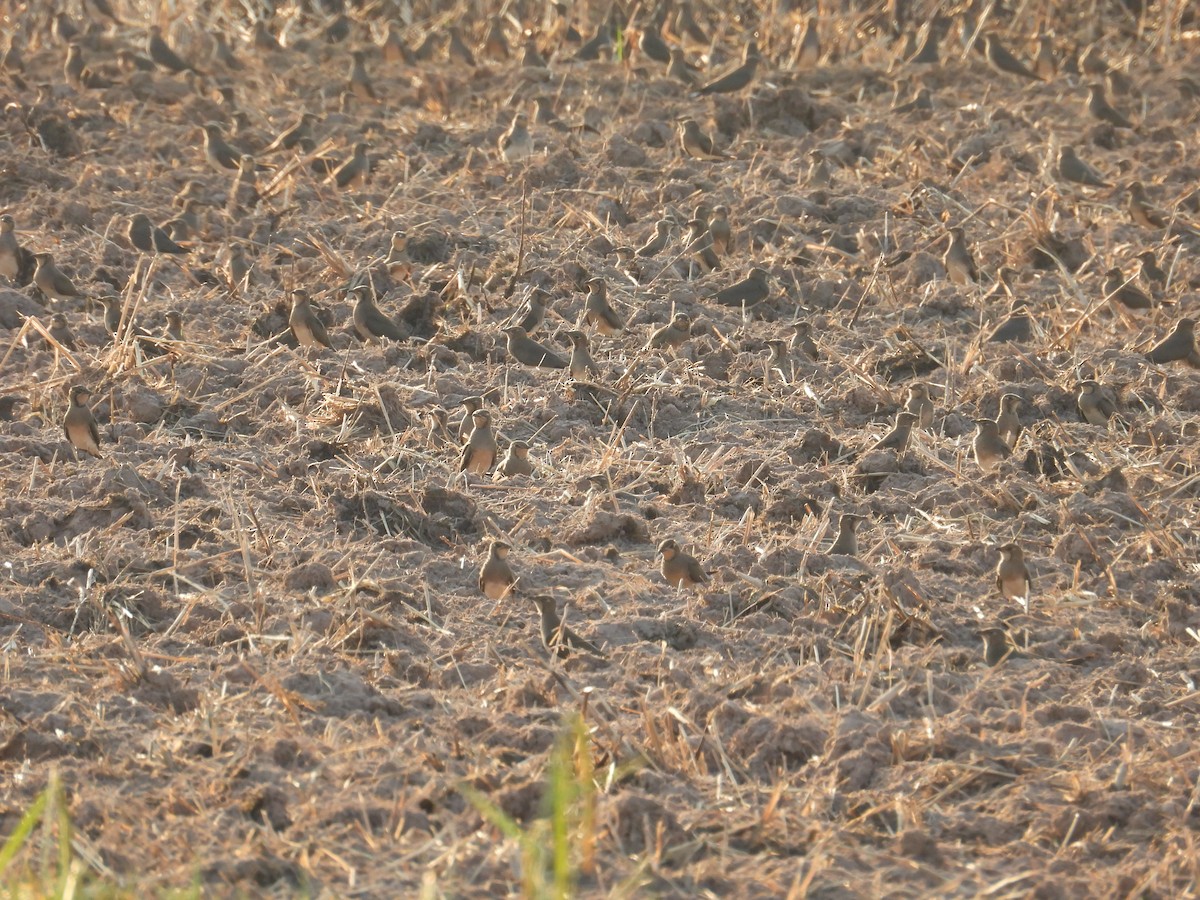 Oriental Pratincole - ML626022609