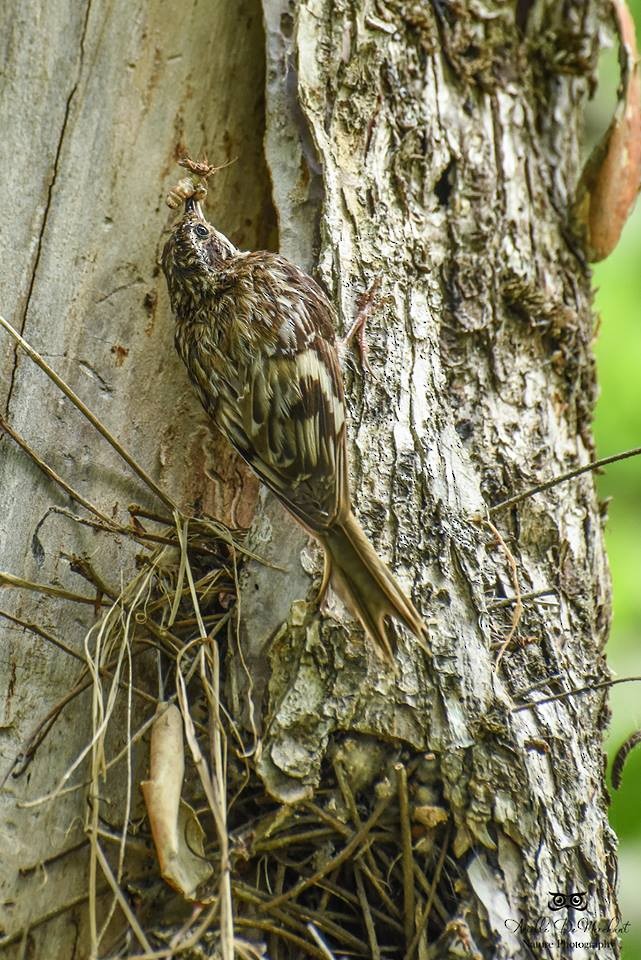 Brown Creeper - ML62602261