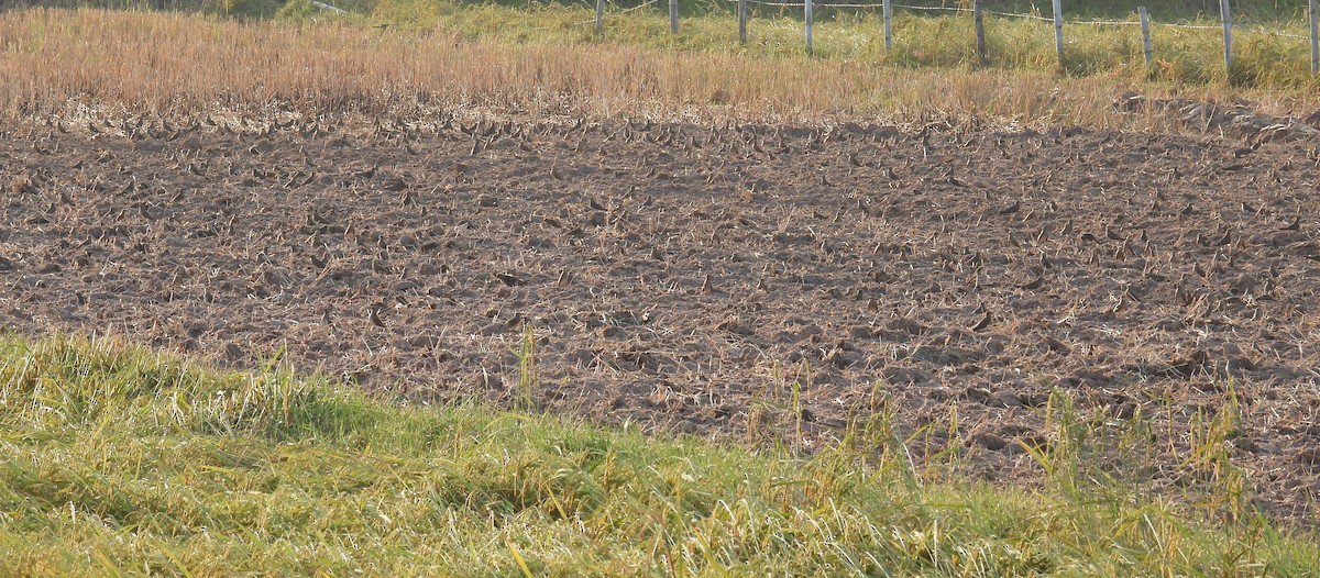 Oriental Pratincole - ML626022610