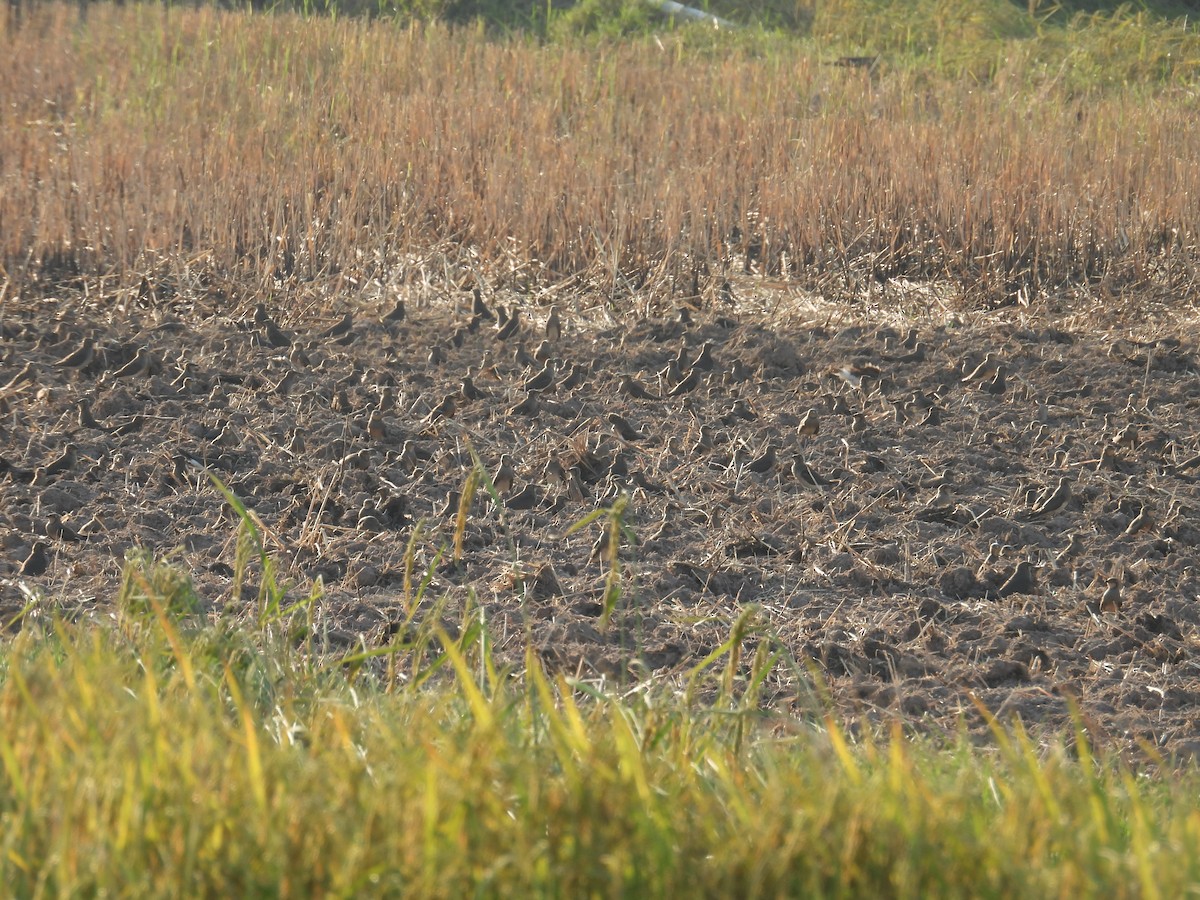 Oriental Pratincole - ML626022611