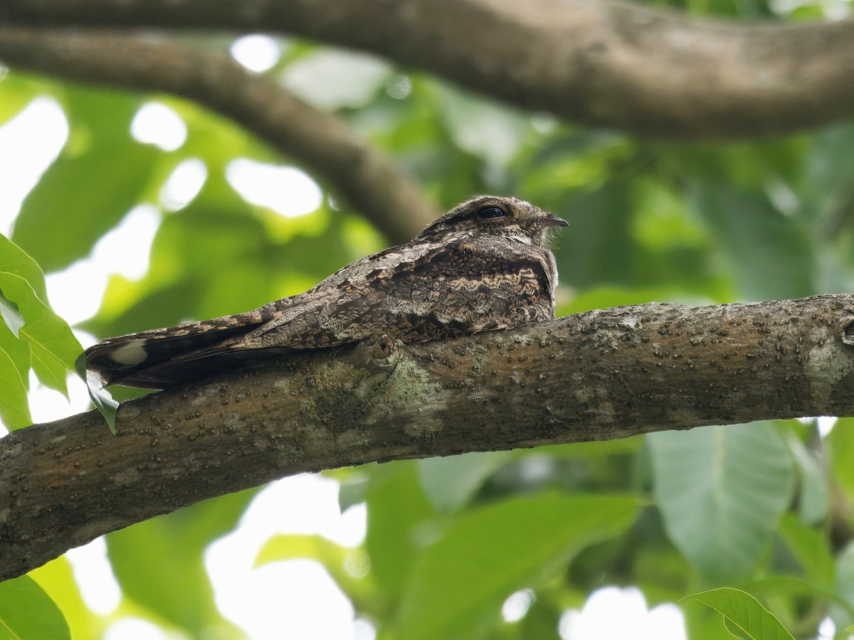 Gray Nightjar - ML626022651