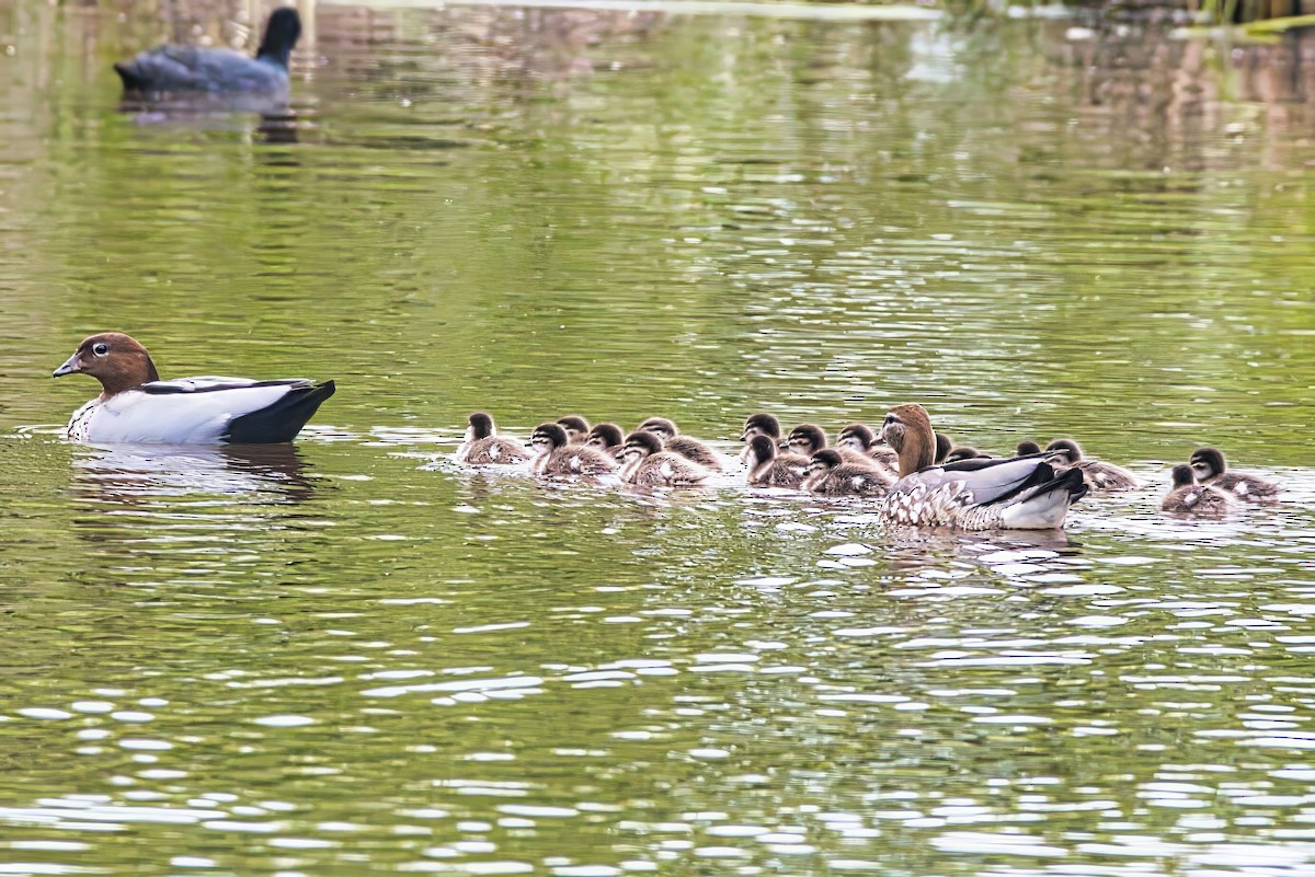 Maned Duck - ML626022669