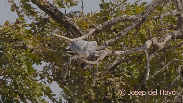 Шуліка вилохвостий - ML626022692