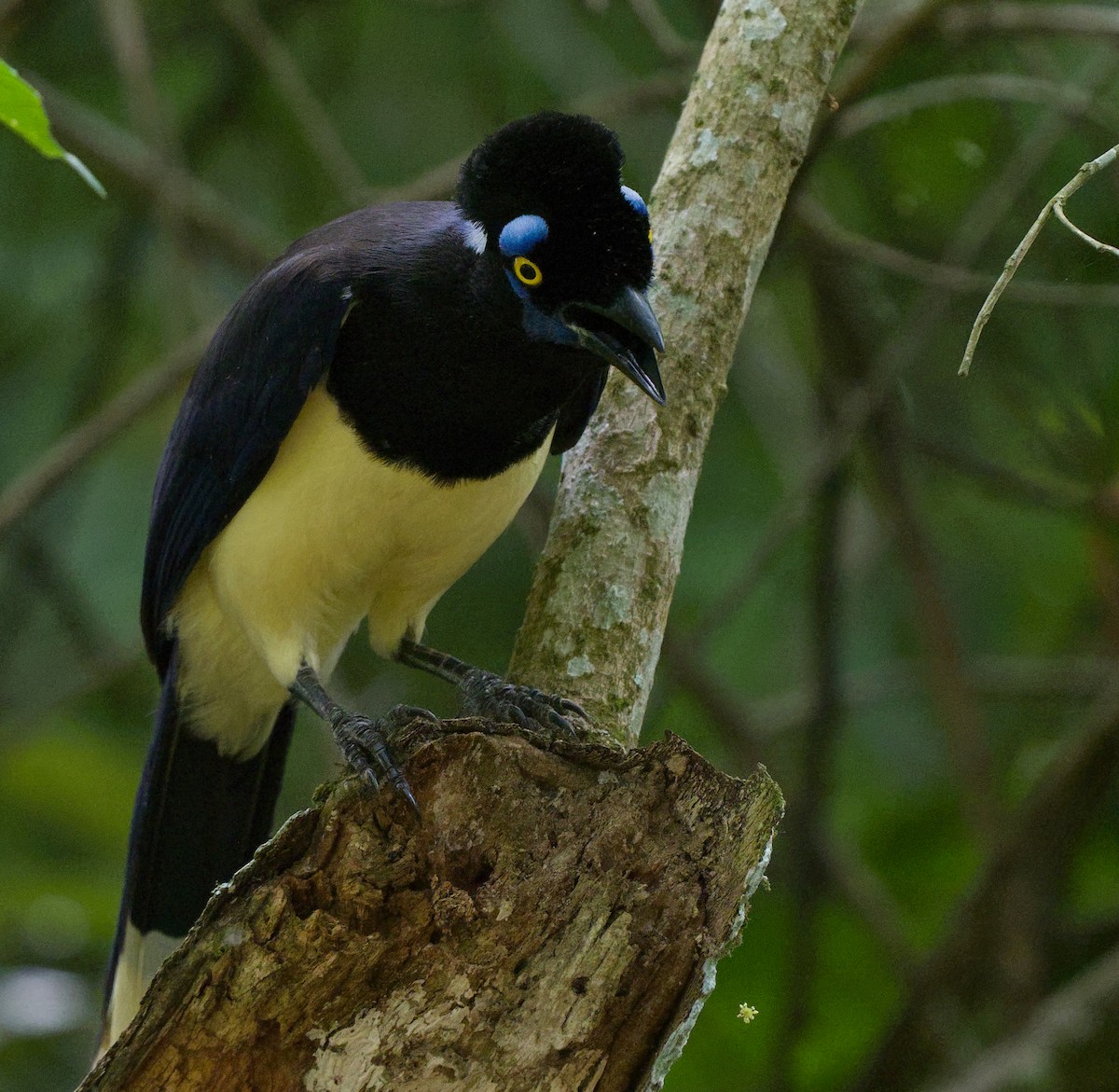 Plush-crested Jay - ML626022759