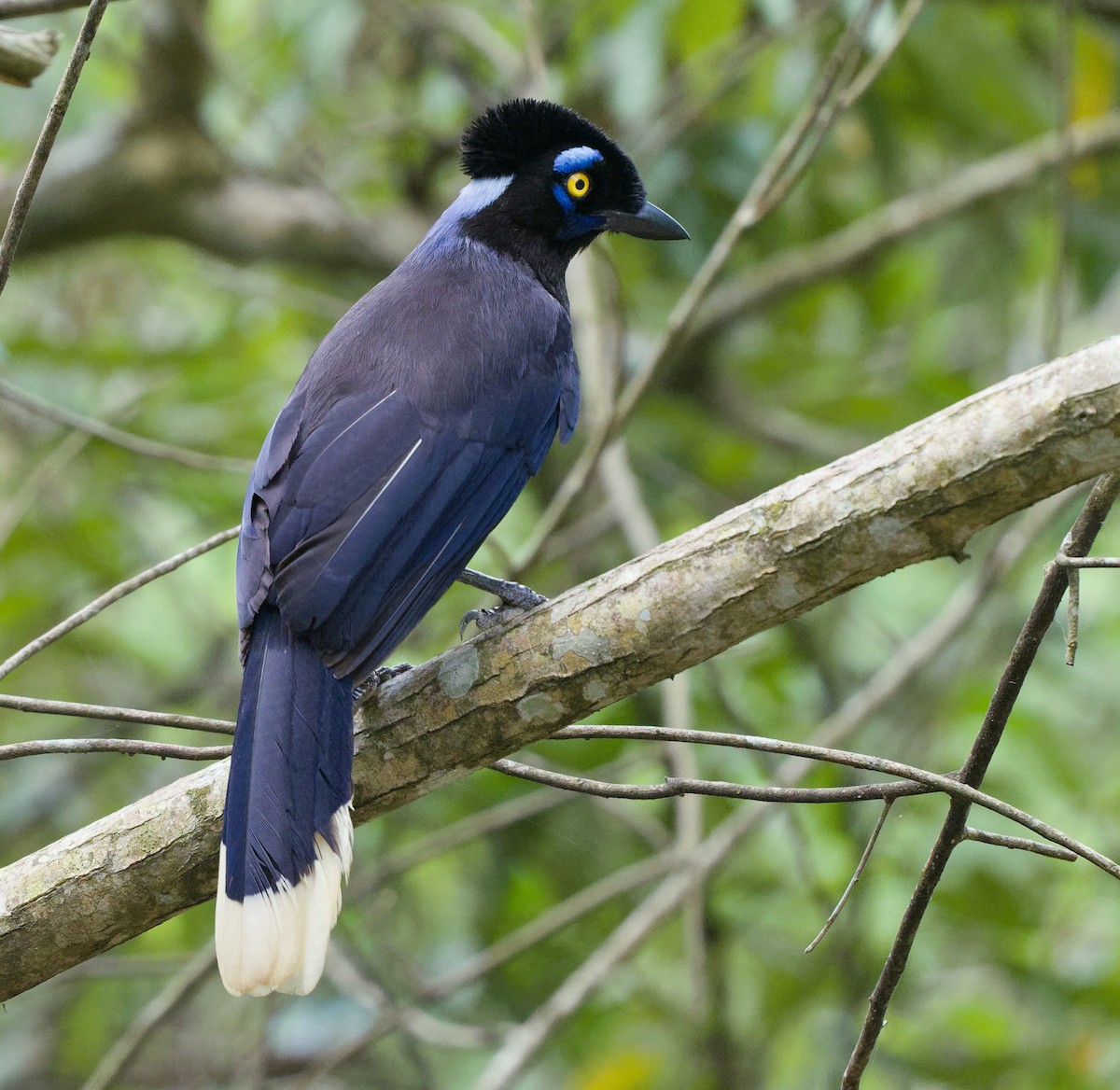 Plush-crested Jay - ML626022760