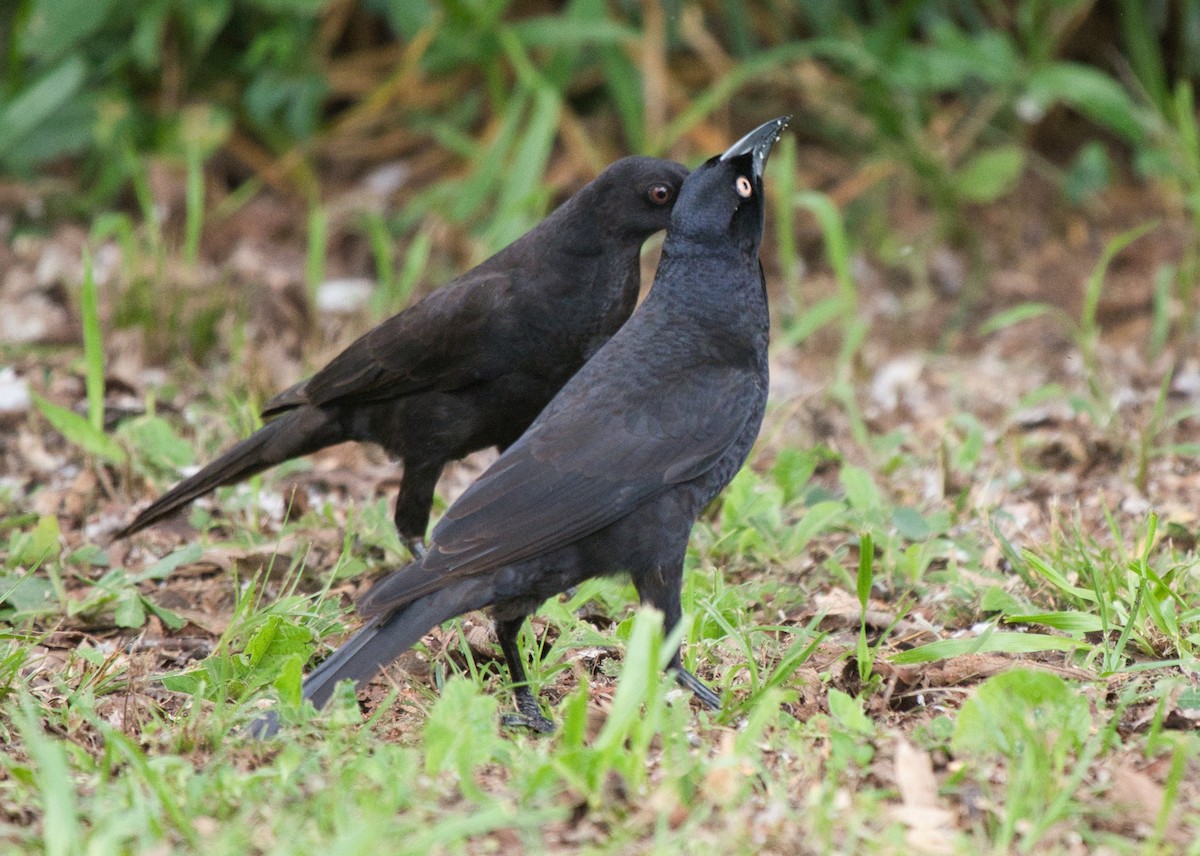Giant Cowbird - ML626022766