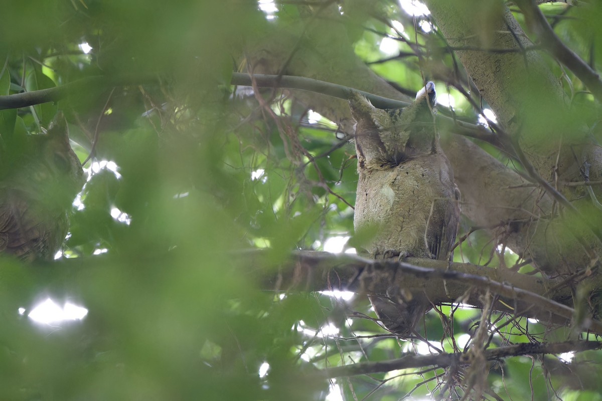 Collared Scops-Owl - ML626022807