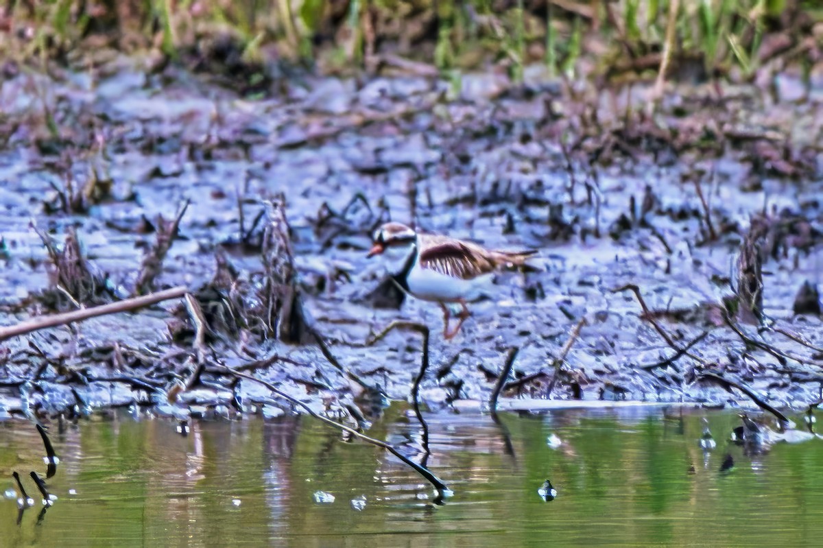 Black-fronted Dotterel - ML626022947