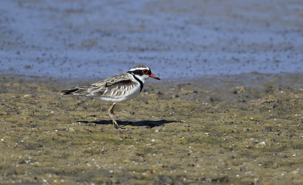 Black-fronted Dotterel - ML626022959