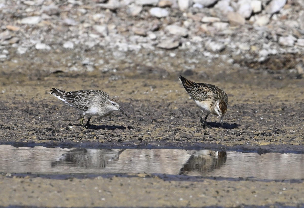 Sharp-tailed Sandpiper - ML626022968