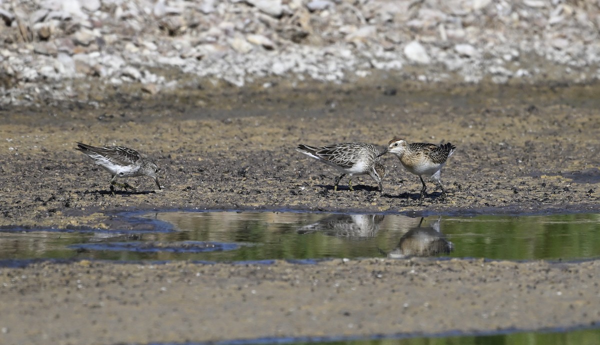 Sharp-tailed Sandpiper - ML626022969