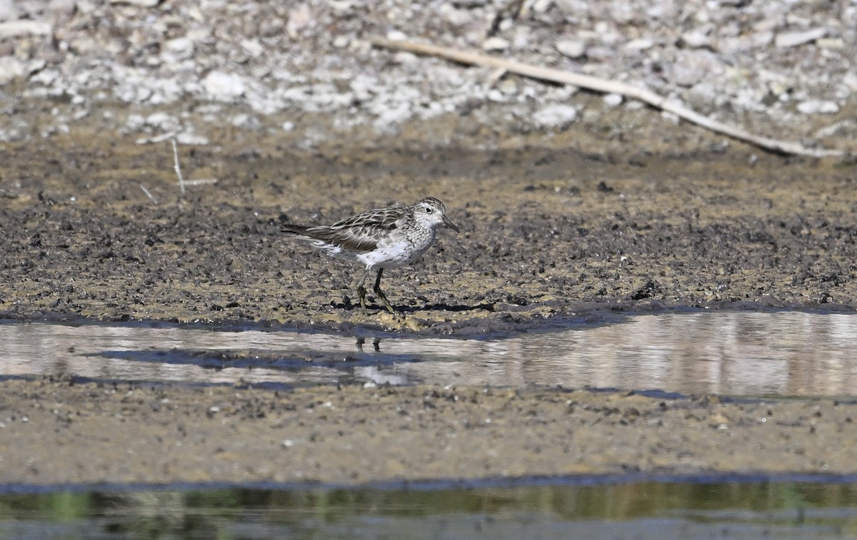 Sharp-tailed Sandpiper - ML626022970