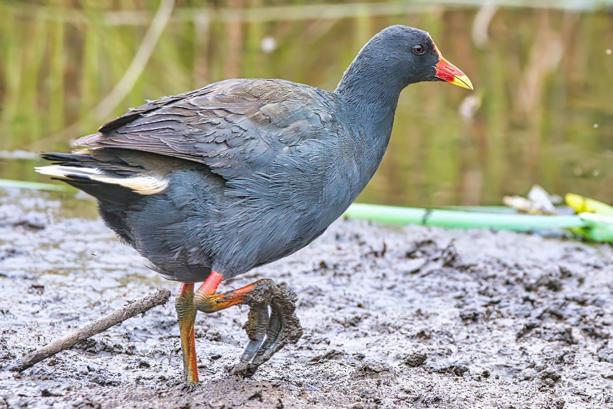 Dusky Moorhen - ML626023059