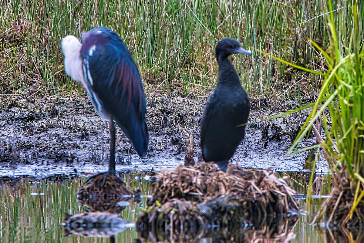 Little Black Cormorant - ML626023140