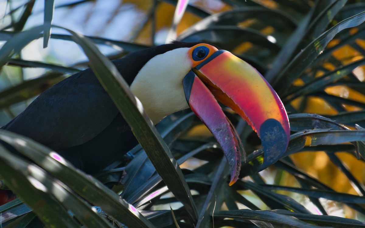 Toco Toucan - ML626023161