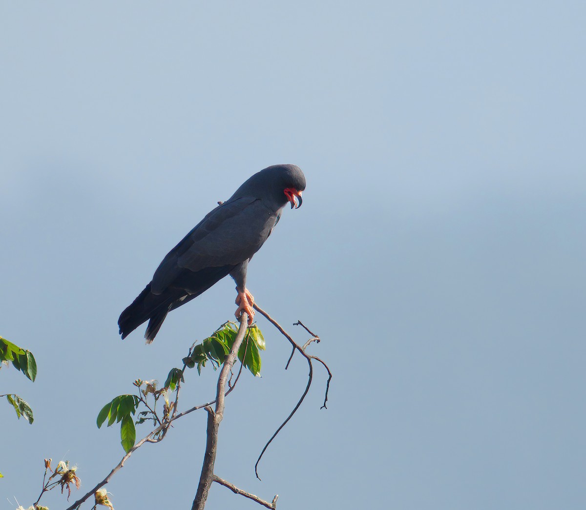 Snail Kite - ML626023186