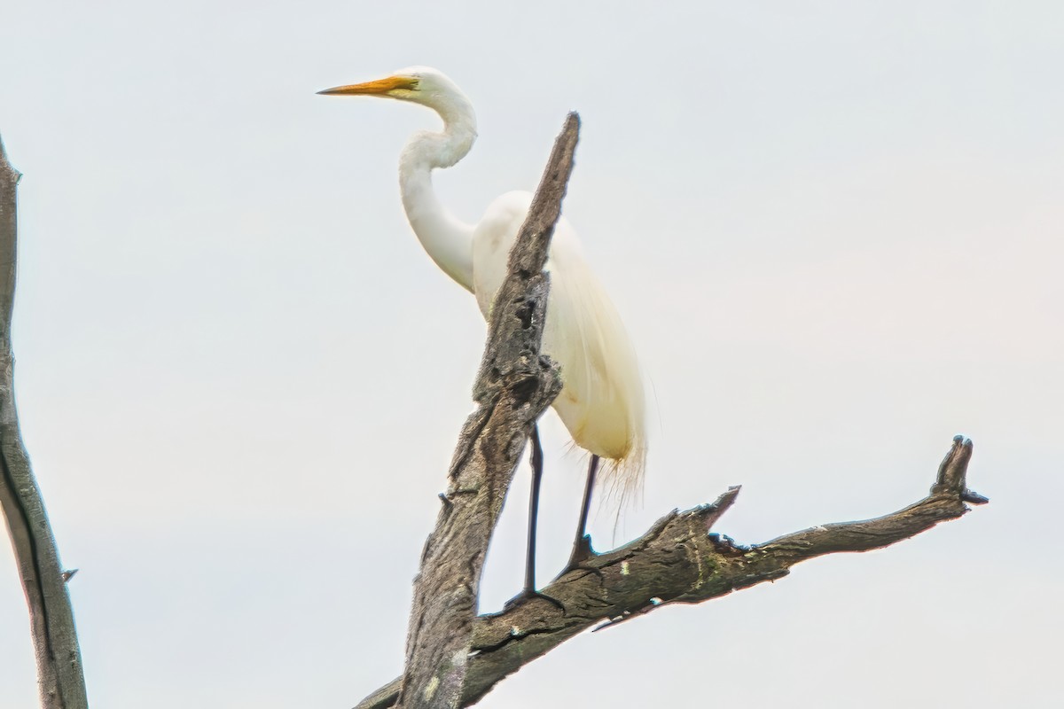 Great Egret (modesta) - ML626023279