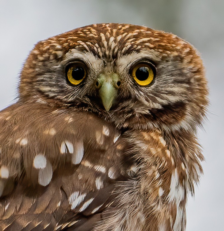 Austral Pygmy-Owl - ML626023372