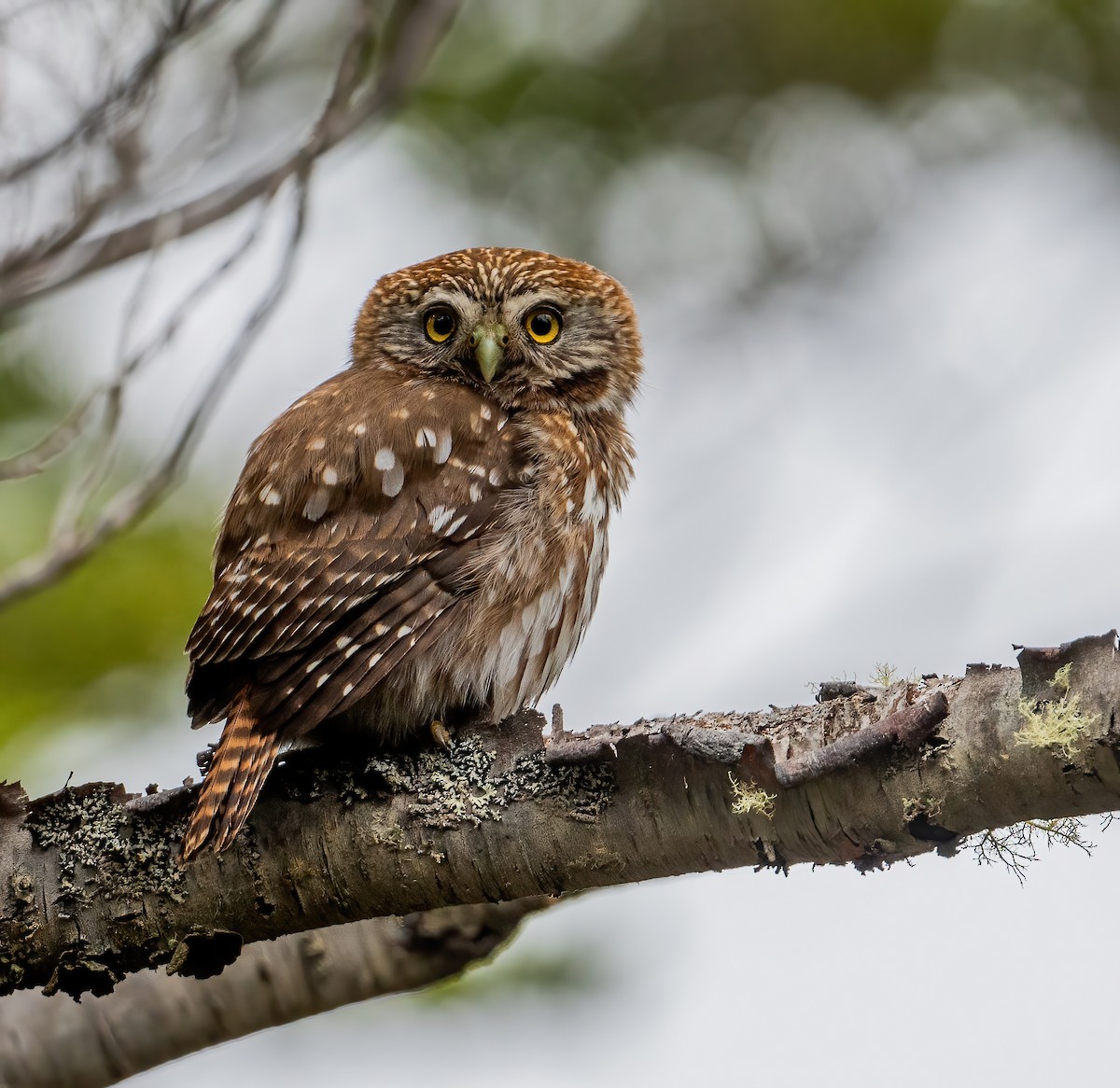 Austral Pygmy-Owl - ML626023374