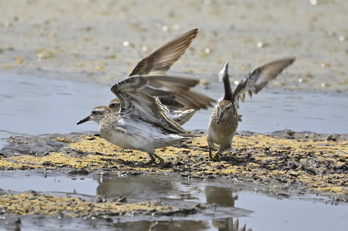 Sharp-tailed Sandpiper - ML626023457