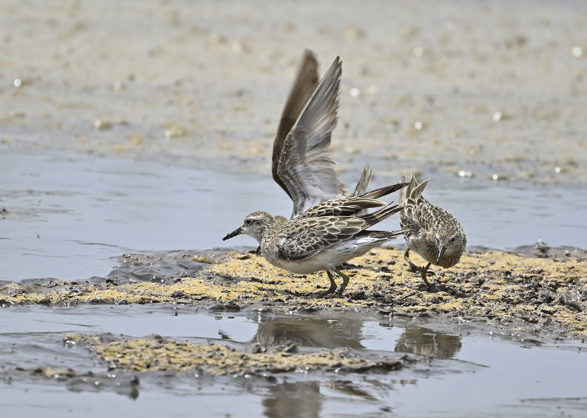 Sharp-tailed Sandpiper - ML626023458