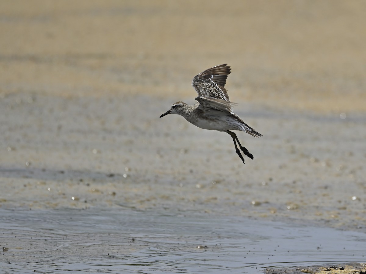 Sharp-tailed Sandpiper - ML626023465