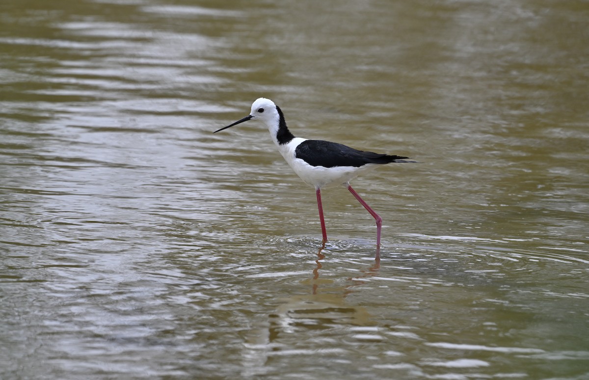 Pied Stilt - ML626023486