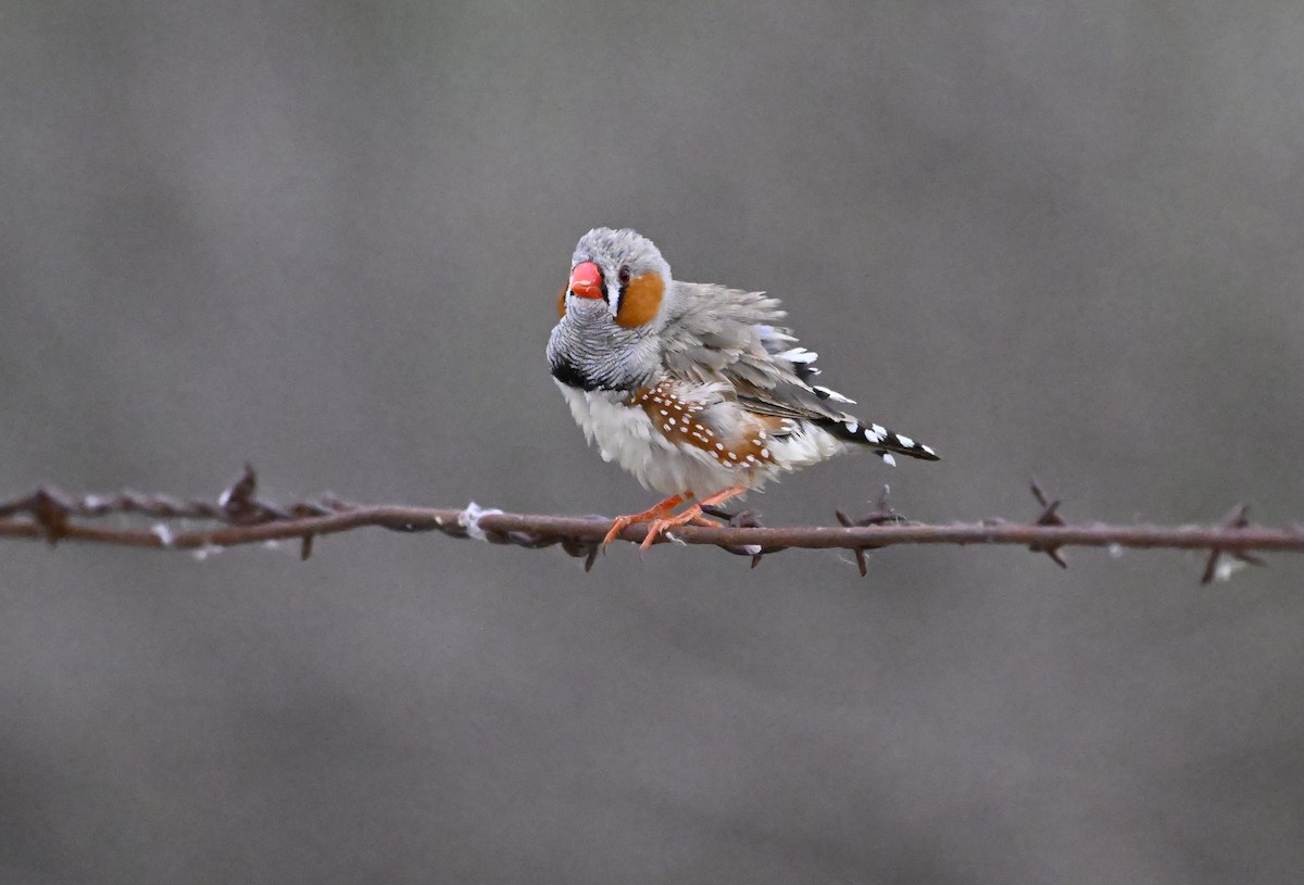 Zebra Finch - ML626023632