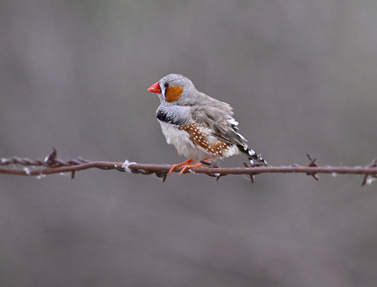 Zebra Finch - ML626023633