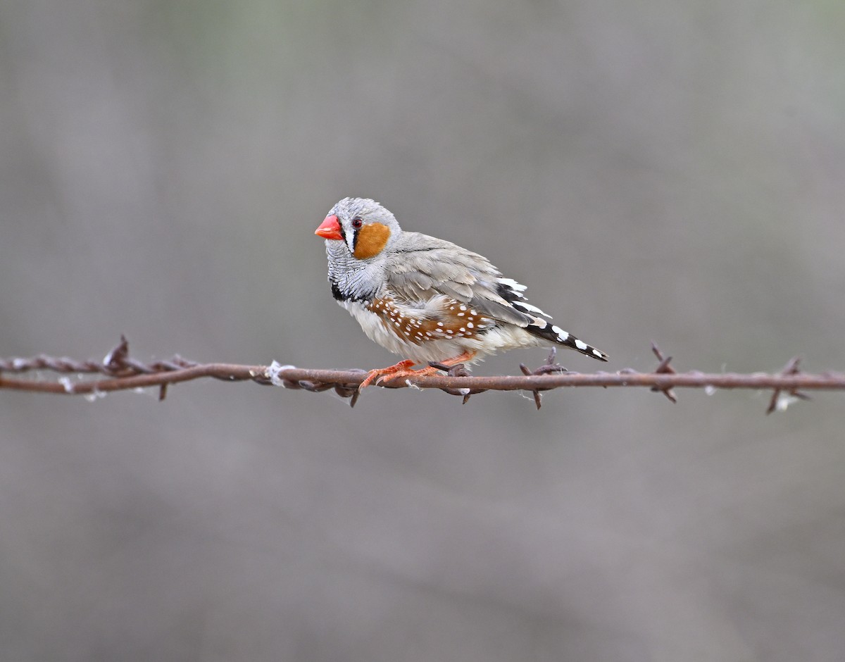 Zebra Finch - ML626023634