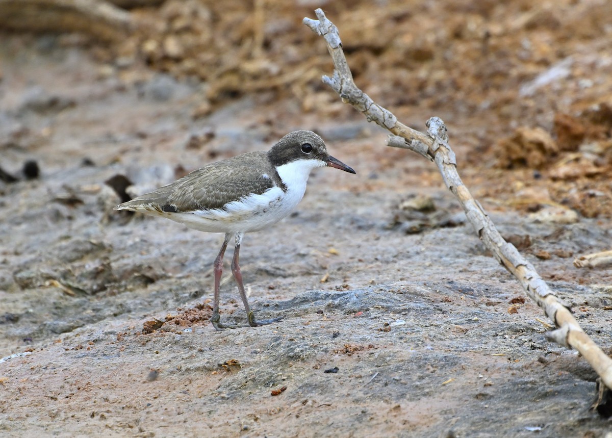 Red-kneed Dotterel - ML626023635