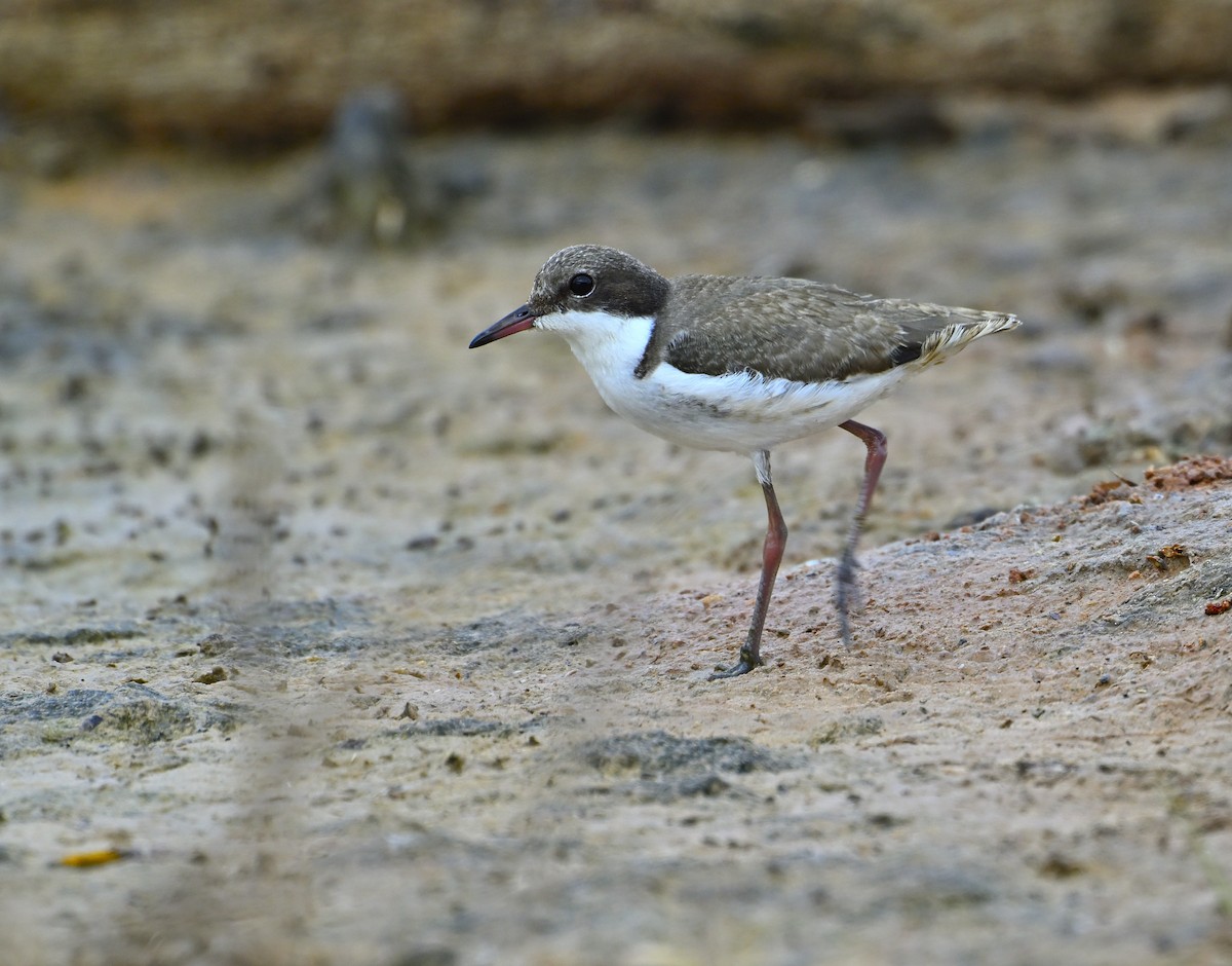 Red-kneed Dotterel - ML626023636