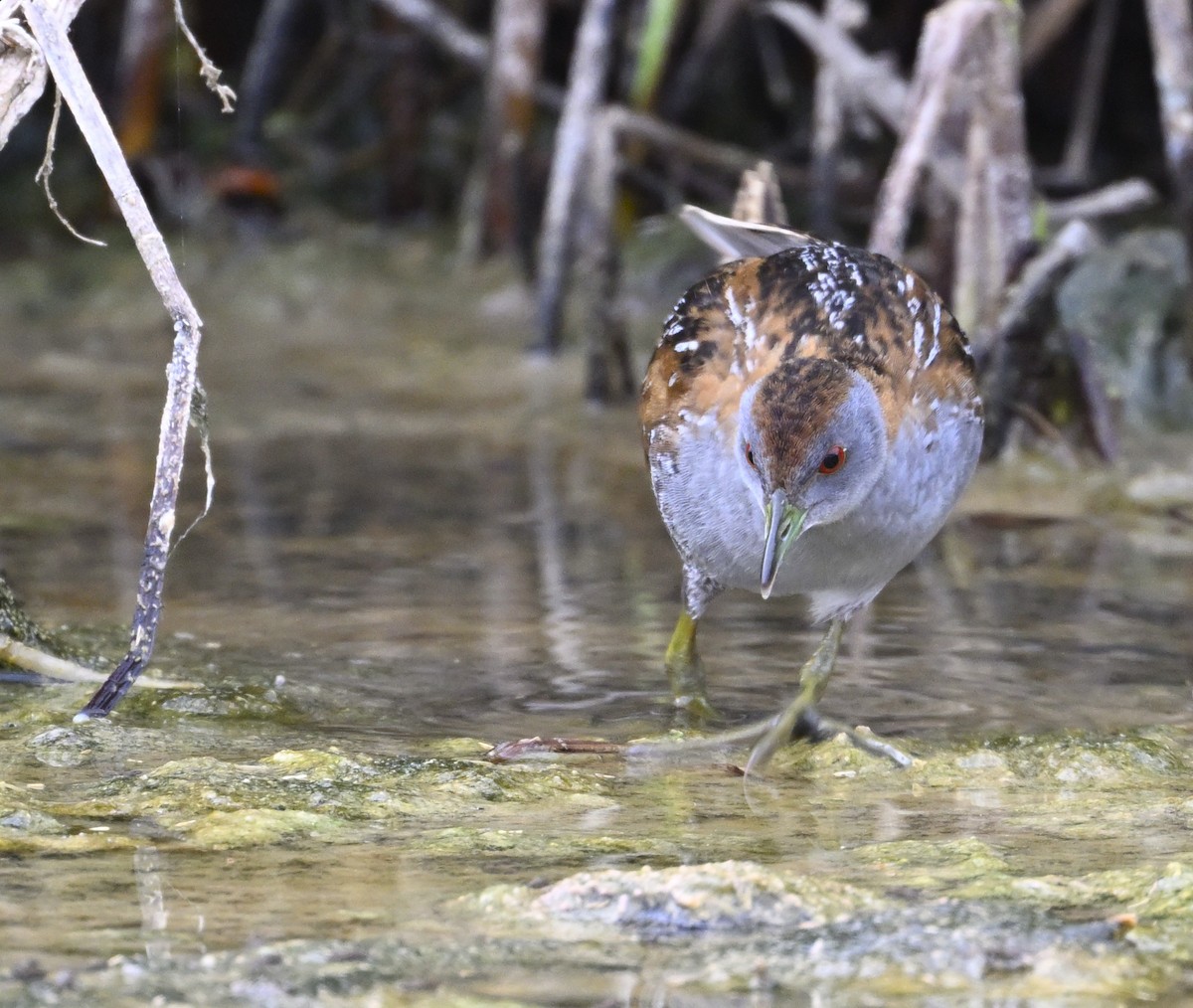 Baillon's Crake - ML626023637