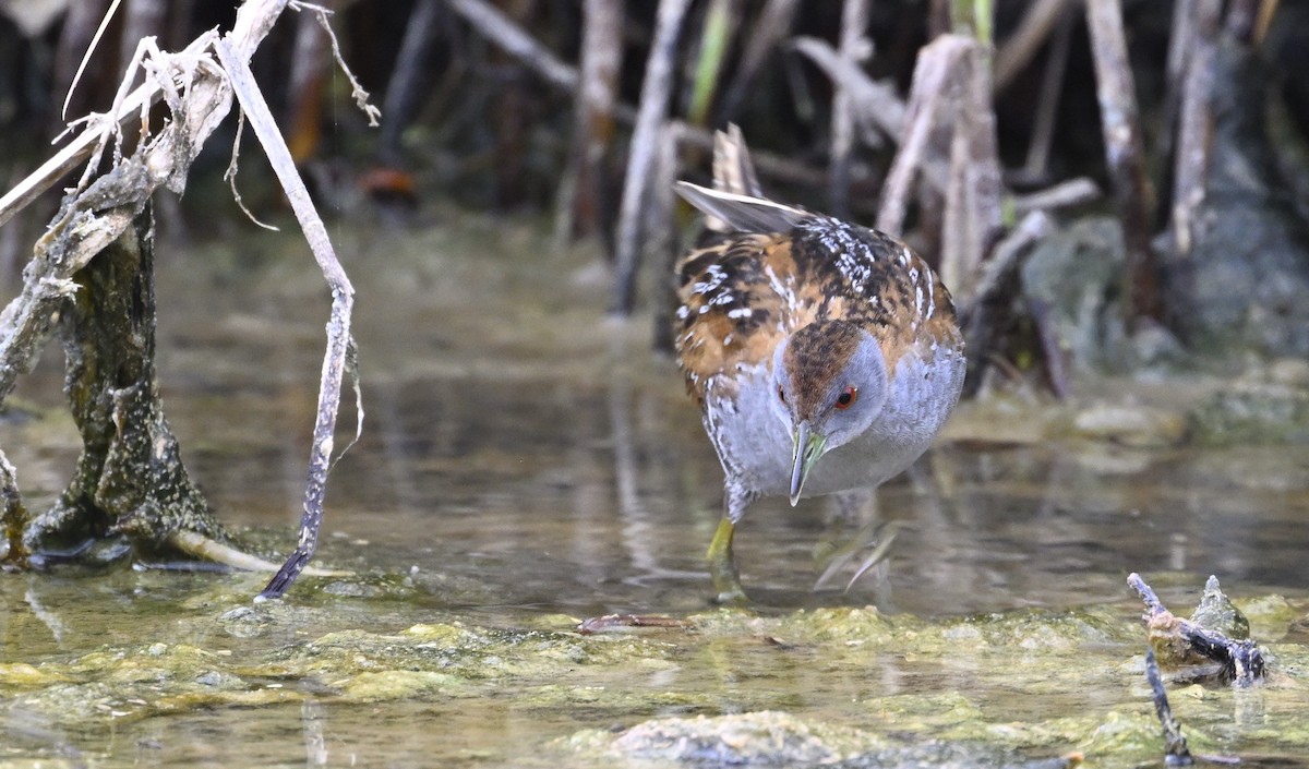 Baillon's Crake - ML626023638