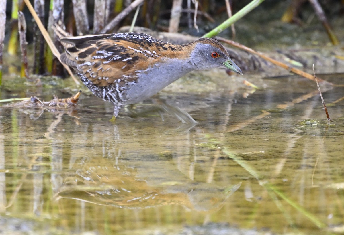 Baillon's Crake - ML626023639