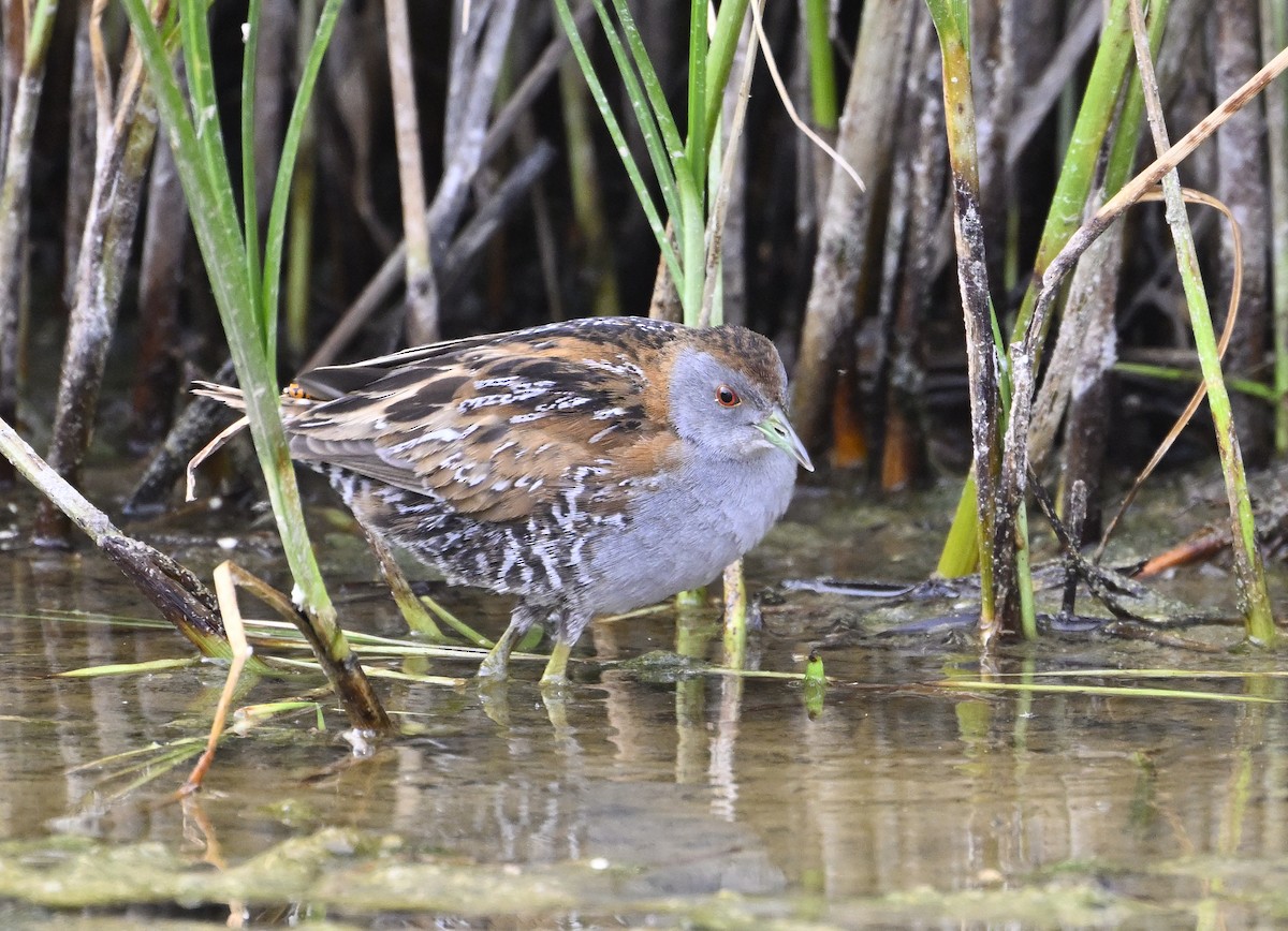 Baillon's Crake - ML626023640