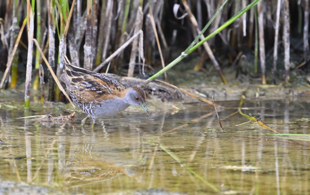 Baillon's Crake - ML626023641