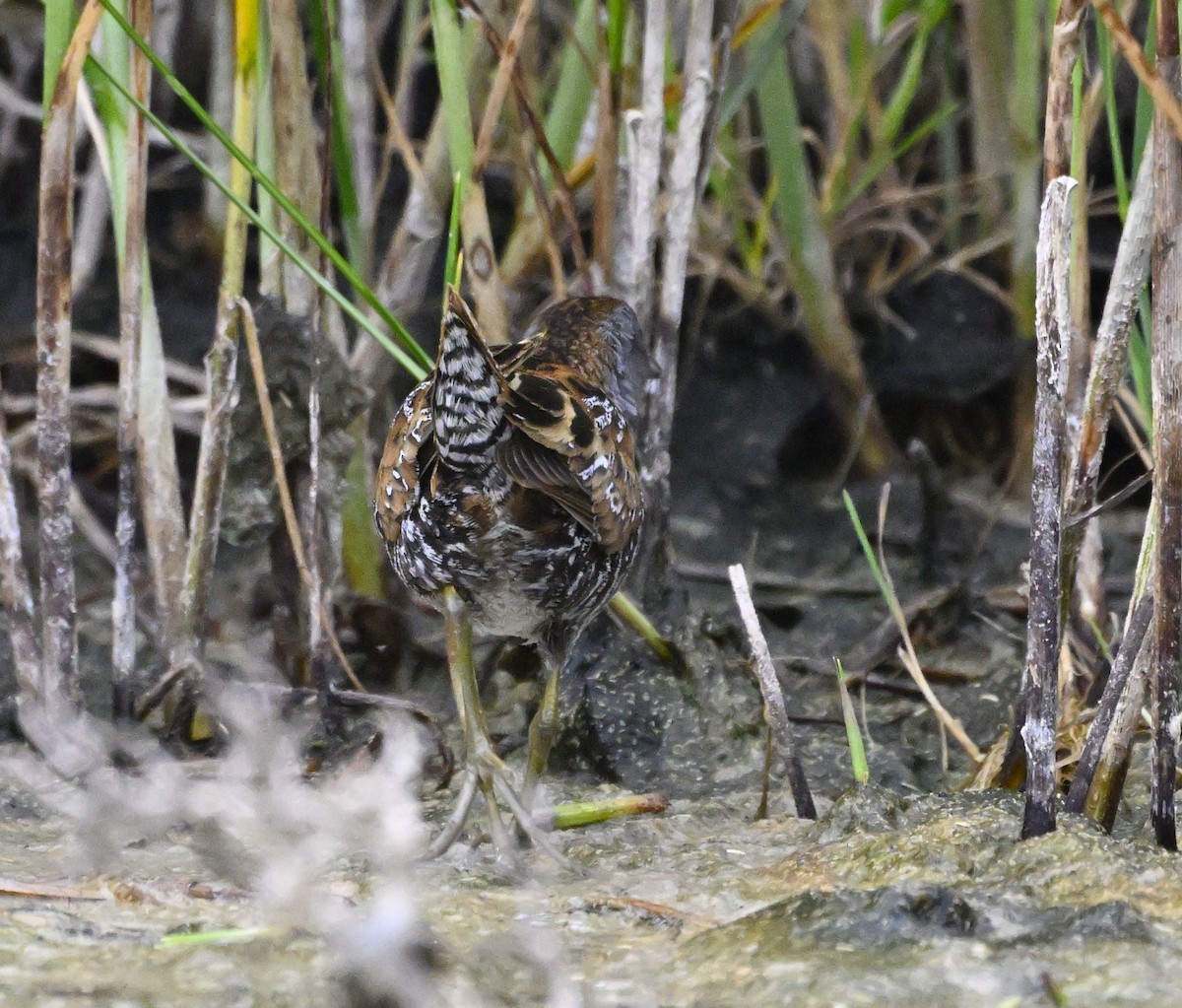 Baillon's Crake - ML626023642