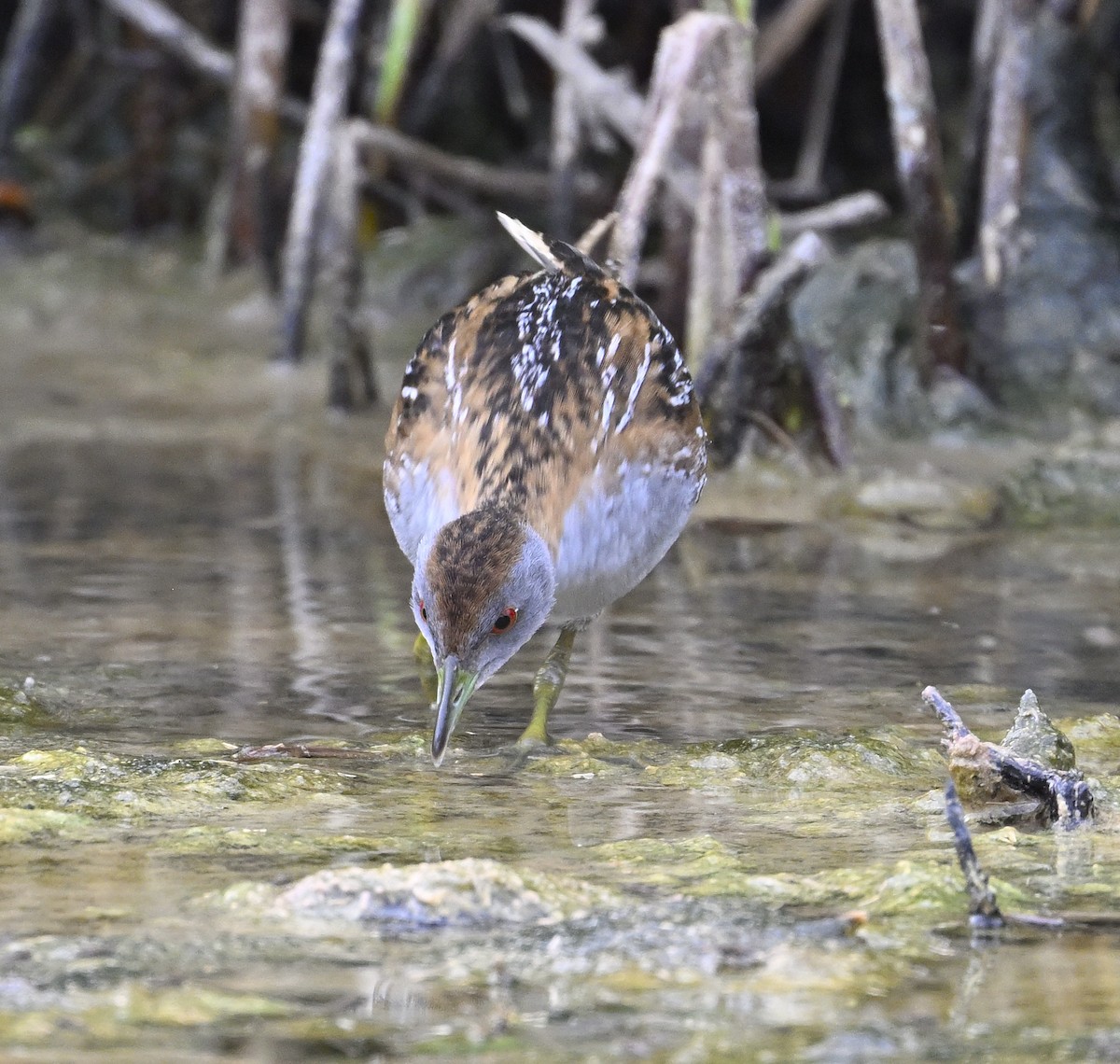 Baillon's Crake - ML626023643