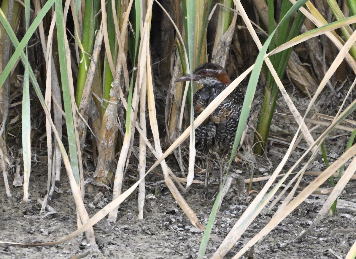 Buff-banded Rail - ML626023644