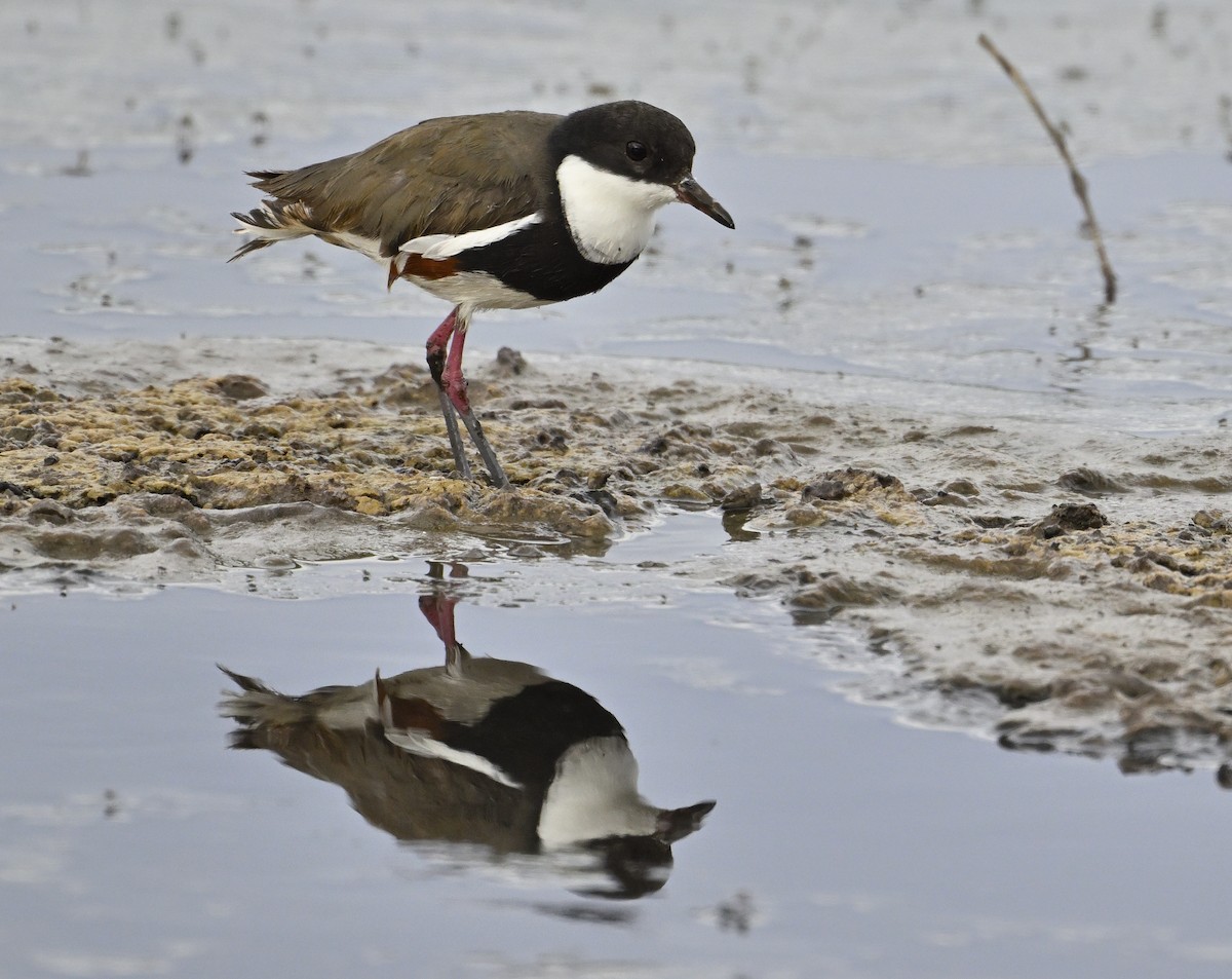 Red-kneed Dotterel - ML626023653