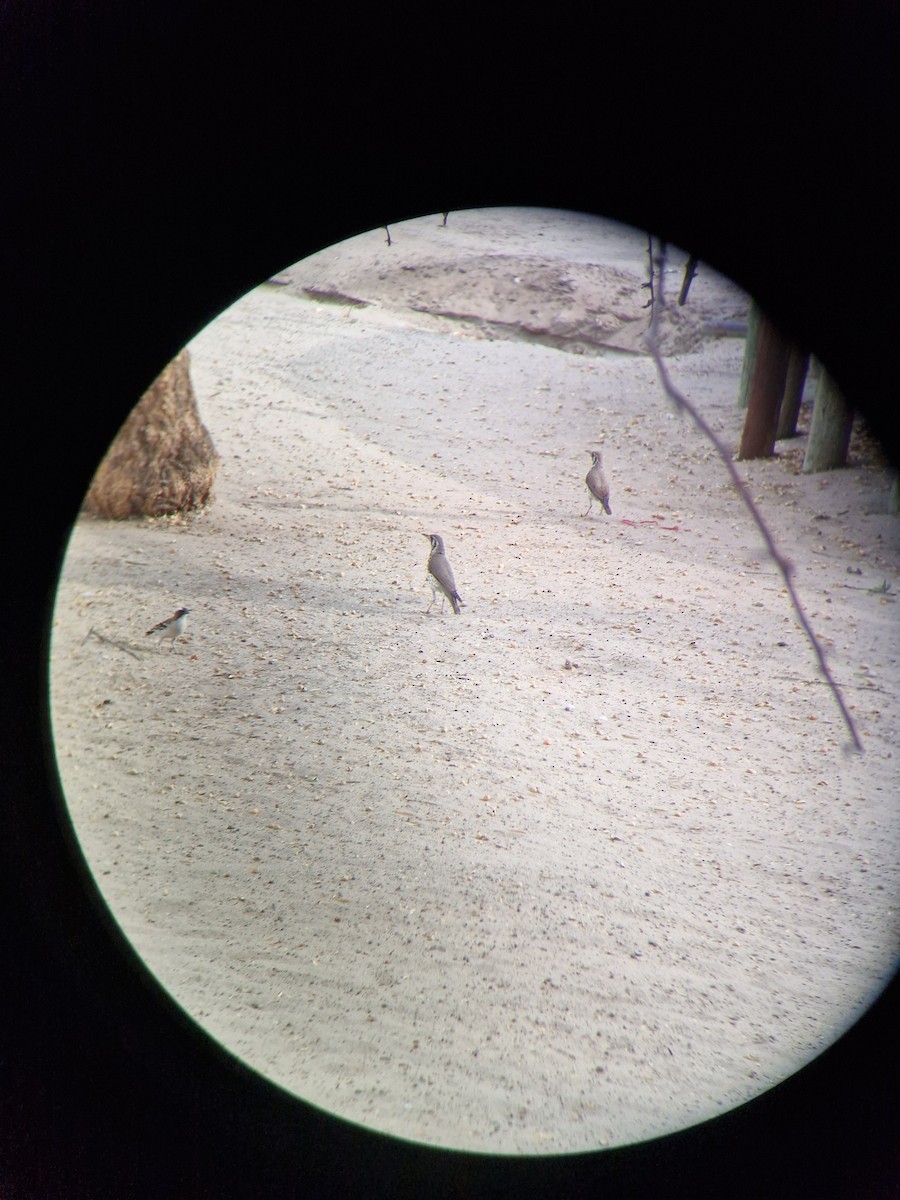 Groundscraper Thrush - ML626023700