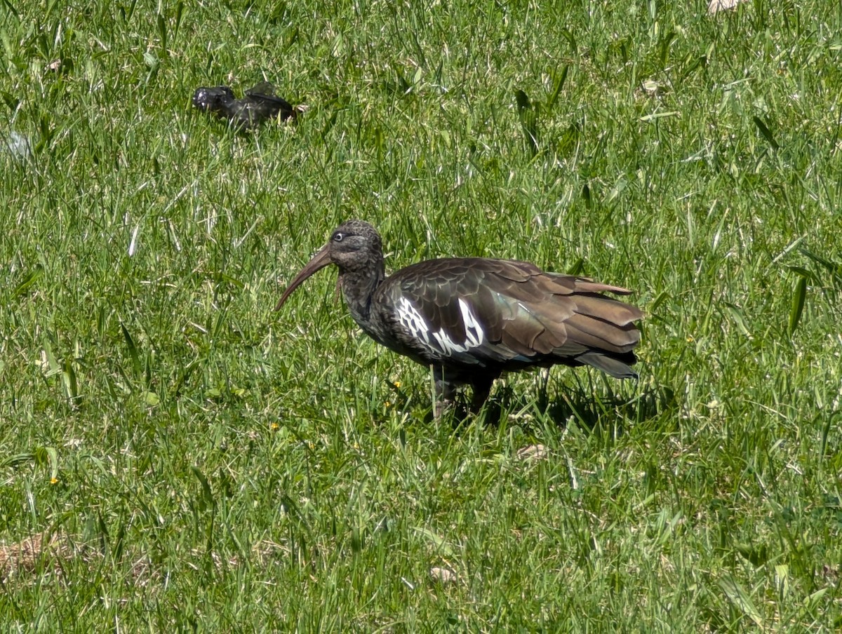 Wattled Ibis - ML626023748