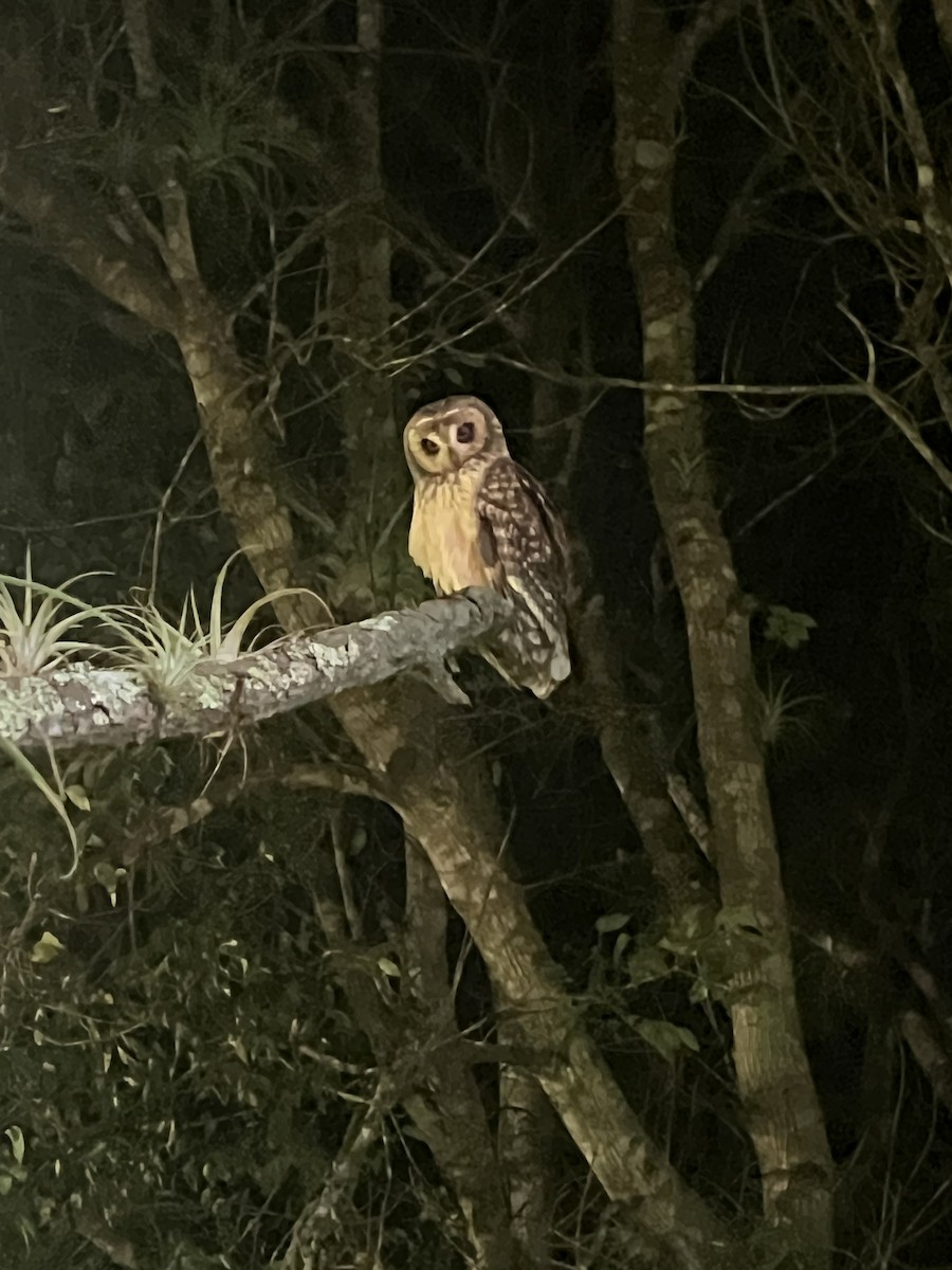 Short-eared Owl - ML626023775