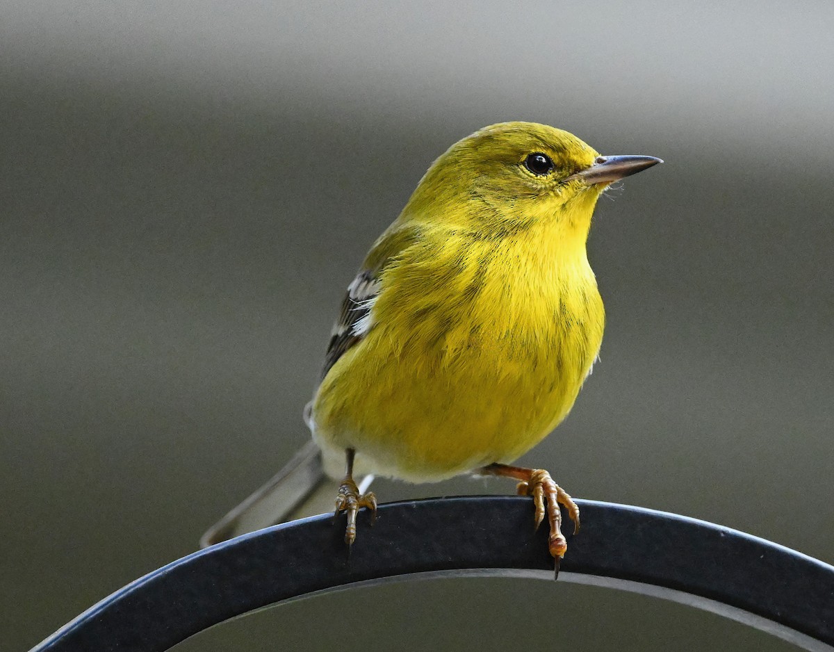 Pine Warbler - ML626023829