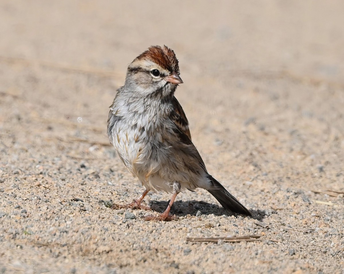 Chipping Sparrow - ML626023854