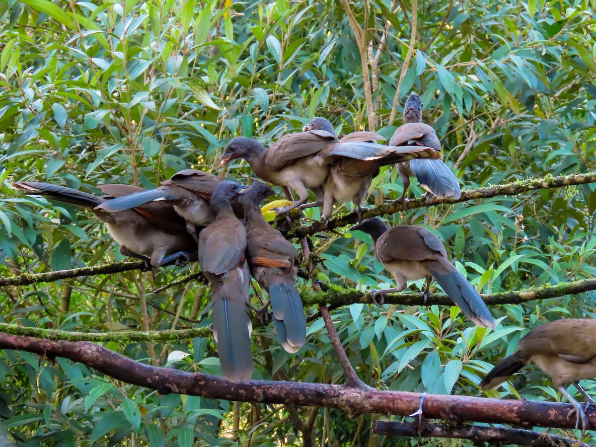 Gray-headed Chachalaca - ML626023945