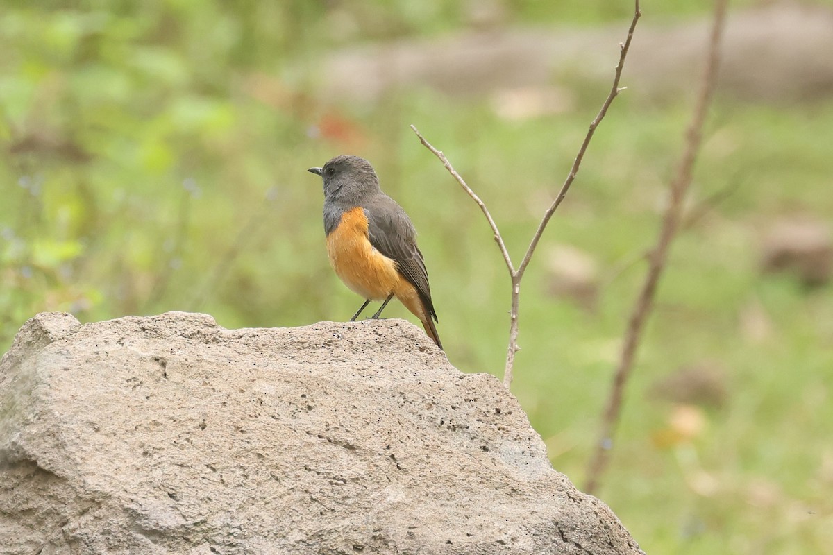 Little Rock-Thrush - ML626023999