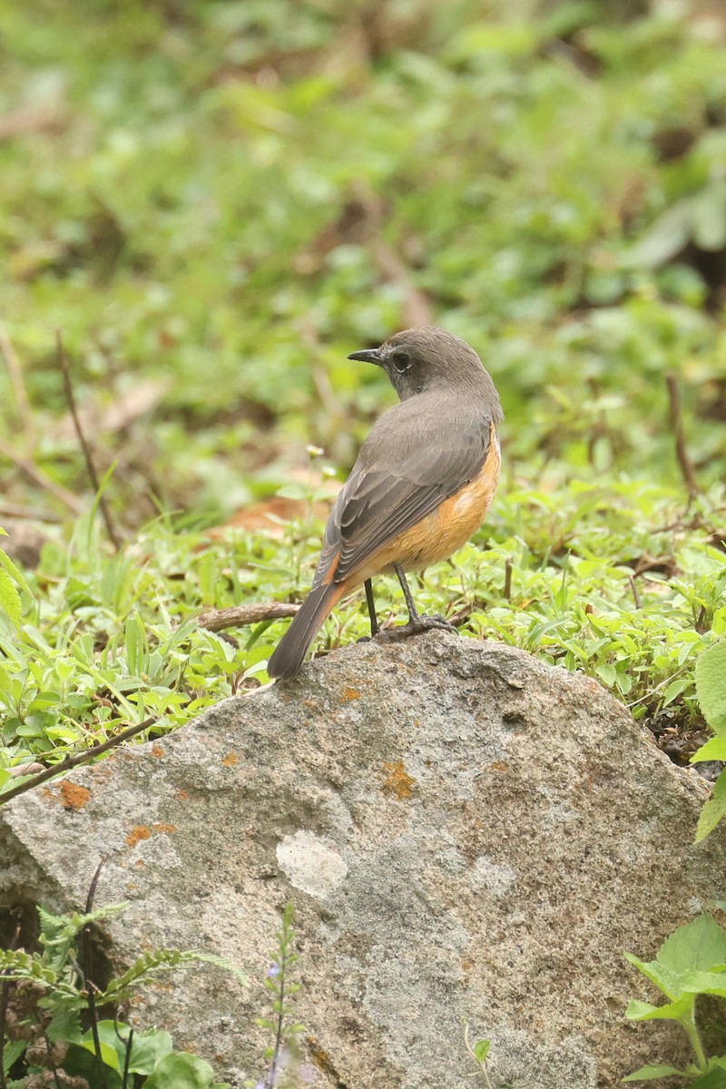 Little Rock-Thrush - ML626024000