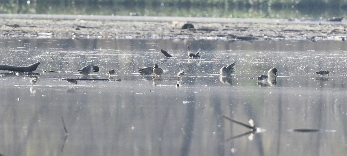 Wilson's Snipe - ML626024064